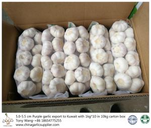 China Garlic to Kuwait factory