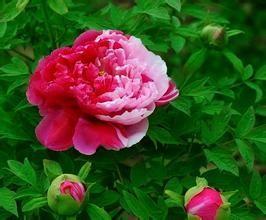 China Polygonum Multiflorum Extract, lecithin2%, prevent Alopecia &amp; premature graying hair, Paeonolum 99%, hair care, Peony EX factory