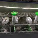 Silver / Green Commercial Rabbit Cages , Labor Saving Indoor Rabbit House