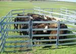 Australia Standard 6 Rail Steel Cattle Fence 40x80 Oval Rail Metal Livestock