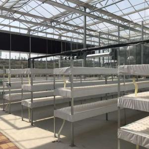 China Water Production Agricultural Greenhouse Manufacturer Growing Hydroponic System Rooling Bench System factory