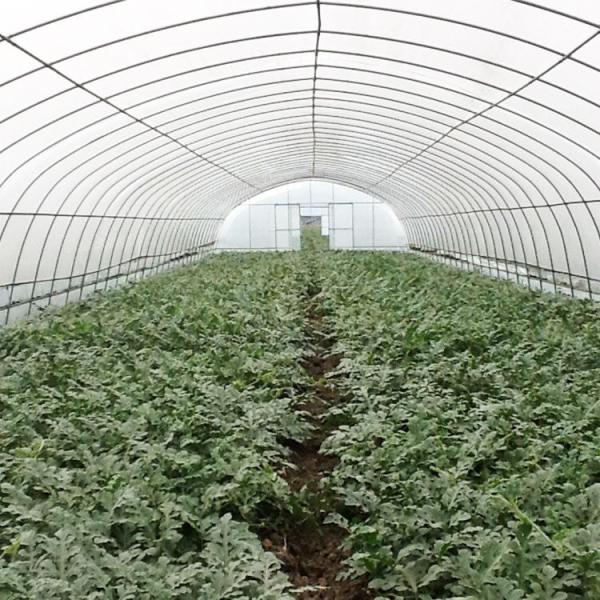 China Single-Span Tunnel Greenhouse with Manual or Electric Roll Up Ventilation for Vegetable Fruits Flowers and Single Layer Design factory