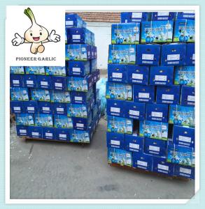 China Wholesale 2016 Harvest Normal White garlic Price Shandong Super White Garlic Price 5.0CM factory