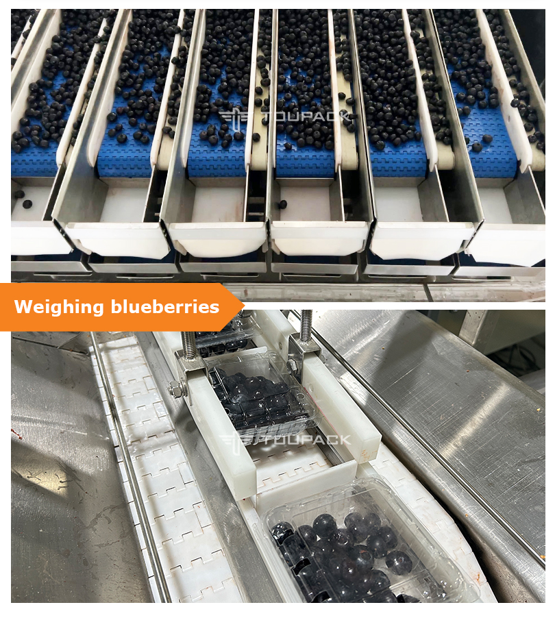 Automatic Fruit Packing Machine Apple Cherry Tomato Canning Packing Kumquat Tray Packaging Machine