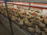 Automatic Poultry Farm Chicken House Feeding Line A Type Layer Chicken Cage