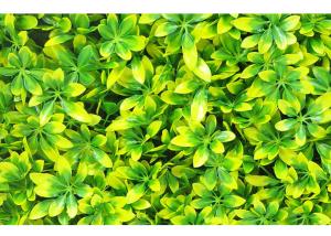 China Garden Decoration 40cm High Density Simulated Green Lawn factory