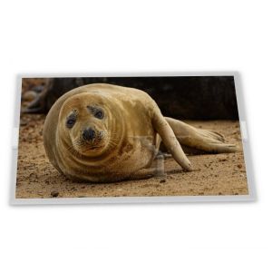 China High Resolution 8.4-Inch stock Compatible WLED LCD Display Module 640*480 ODM AA084VD02 Modules factory