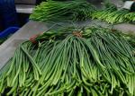 55cm Long Chinese Garlic Growing Sprouts