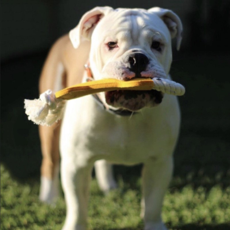 Chewing Toy Felt Bone Shape Pet Tugboat Toy Rope for Small Dog