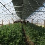 External Shading System vegetable Light Deprivation Greenhouse for Plants