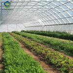Sainpoly Hydroponic Lettuce Greenhouse Tunnel Green House Customized