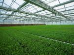 Prefabricated Light Steel Structure Agricultural Vegetable Greenhouse Q235