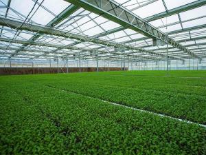 China Prefabricated Light Steel Structure Agricultural Vegetable Greenhouse Q235 ISO9001 factory