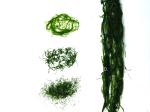 Organic Enteromorpha Prolifera Flakes Bright Green 200g Pack For Soups Salads