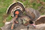 Wholesale 3"/4"/5" Natural Feathers For Deer And Turkey Hunting Season Hunting