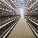 650x625x500mm Hens H Type Layer Chicken Cage Battery System ISO9001