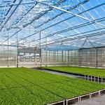 Multi-Span 4 Sunroom Tempered Venlo Glass Greenhouse Fully Automated Ventilation