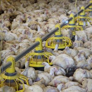 50 Broiler Chicken Fully Automatic Pan Feeding System