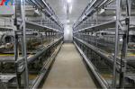 Automatic Poultry Farm Chicken House Feeding Line A Type Layer Chicken Cage