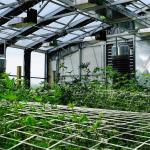 Medical Herbs Growing Hydroponic Poly Tunnel Agriculture Greenhouse Auto Light