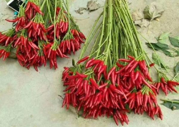 Red Yidu Chili Tianying Jinta Chili American Red Chilli New Crop FDA HACCP ISO