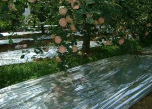 China 15um Silver Agricultural Polyethylene Shrink Metalized CPP Film factory