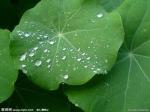Lotus Leaf Extract nuciferine 2%-50%, 10:1 CAS NO.:475-83-2, weight control, 100