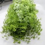 Privacy 1.6''X10'' Faux Plant Wall Panels Backyard