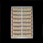 Incisor (2×1)×16 Dental Acrylic Resin Composite Denture VITA System False Teeth