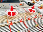 Broiler Breeder Raising Growing Equipment System Plant Line Layer Floor Farming