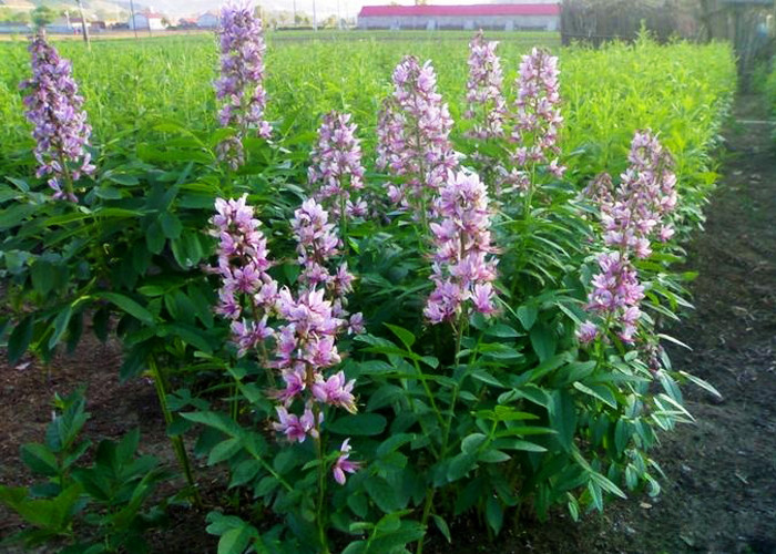 Natural Plant Herbal Chinese Traditional Medicine , Root Of Cortex Dictamni White Color