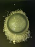70:30 Saturated Polyester Resin Low Temperature Curing Good Anti Bending