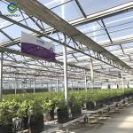 Single Span Greenhouse Metal Frame Greenhouse For Blueberry Production