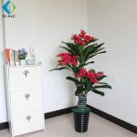 Small Camellia Bonsai Tree , Camellia Japonica Bonsai For Home Decoration