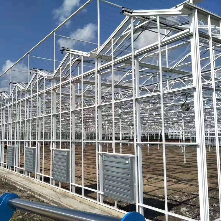Multi Span Venlo Type Greenhouse / PC Polyethylene Film Greenhouse Sides Ventilation