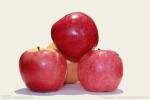 Phlorizin, CAS NO.: 60-82-1, Phloretin, CAS NO.: 60-82-2,cosmetic material ,