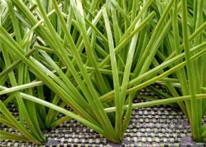 China 50mm Football Field Artificial Turf factory