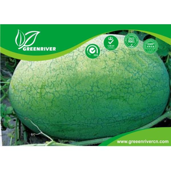 China Light green rind Organic Watermelon Seeds with netted stripes factory