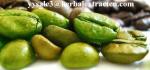 Green Coffee Bean Extract Chlorogenic acid 10%-50% Yellow Brown fine powder,