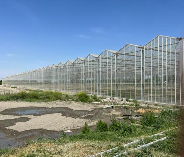 12m Span Gutter Connected Venlo Tempered Glass Greenhouse For Flowers 12x10