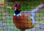 Pheasant Fence Net, Plastic Poultry Netting, Chicken Netting Fence, Eco Friendly