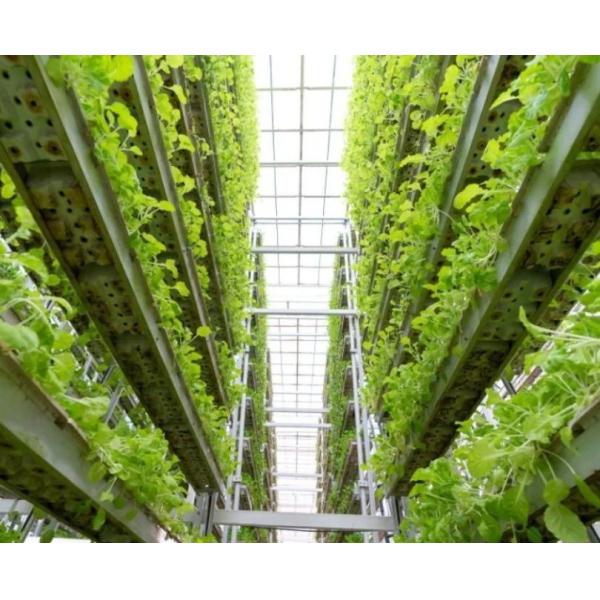 Juxiang Film Greenhouse Hydroponic System