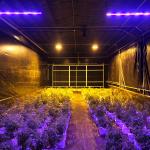 8x16m 100% Shade Control Light Deprivation Greenh House Smart Greenhouse