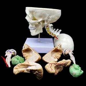 Science Display Human Skull Anatomy Model With Brain And Cervical Vertebra