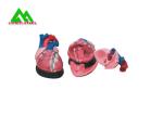 Plastic Human Anatomical Heart Model Life Size For Medical Students