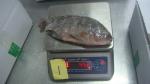 Frozen Tilapia Whole Round Size 300-500