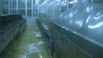 Aquatic lobster cooking and cleaning line Industrial shrimp and lobster cleaning