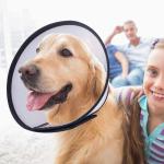 Muti Size Pet Elizabethan Collar Circle Plastic Dog Cone Collar Protective