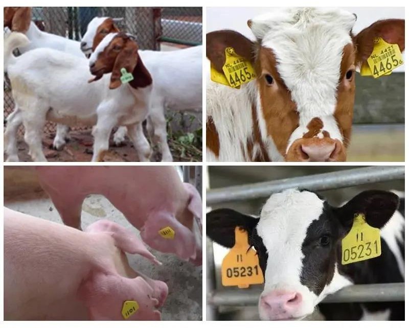 Yaks Horse Livestock ID Tags Custom Printed Cattle Management Tags