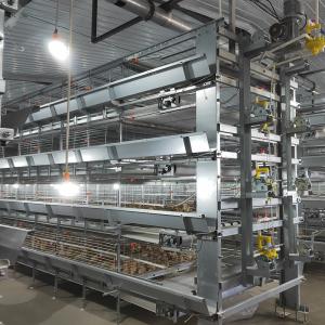 China 40000 Birds Baby Chick Cage factory